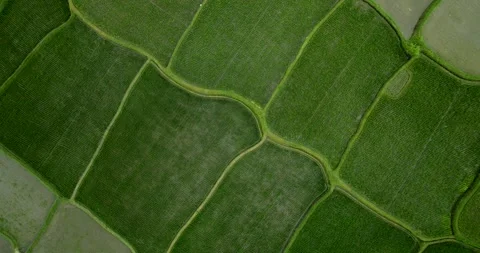 Drone view of Bali. Rice Terrace, Ubud, Bali, Indonesia. Top view Stock Footage 242867966