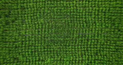 Drone view of Bali. Rice Terrace, Ubud, Bali, Indonesia. Top view Stockbeeldmateriaal 243078688
