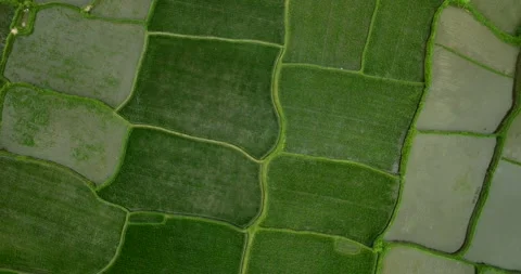 Drone view of Bali. Rice Terrace, Ubud, Bali, Indonesia. Top view Stock Footage 243078954
