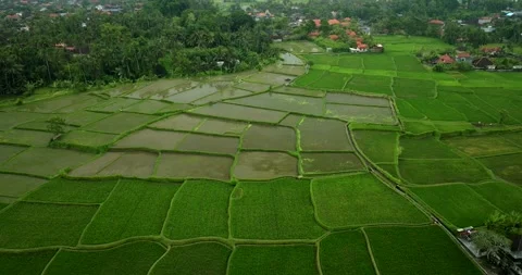 Drone view of Bali. Rice Terrace, Ubud, Bali, Indonesia. Top view Stock Footage 243693791