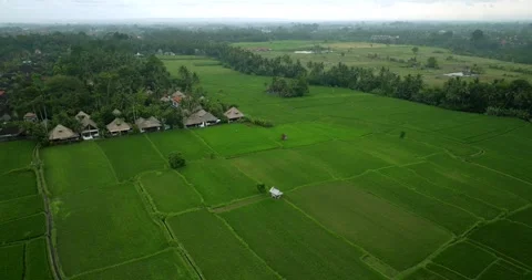 Drone view of Bali. Rice Terrace, Ubud, Bali, Indonesia. Top view Stock Footage 244656073