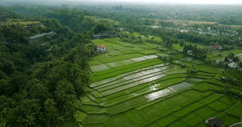 Drone view of Bali. Rice Terrace, Ubud, Bali, Indonesia. Top view Stock Footage 246519086