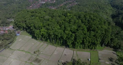 Drone view of Bali. Rice Terrace, Ubud, Bali, Indonesia. Top view Stock Footage 246572710