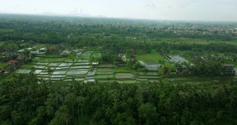 Drone view of Bali. Rice Terrace, Ubud, Bali, Indonesia. Top view Stock Footage 248493961