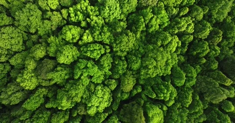 Drone view of Bali. Top view of Tropical forest interior. Nature background Stock Footage 254840910