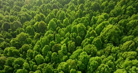 Drone view of Bali. Top view of Tropical forest interior. Nature background Stock-Footage 254960445