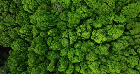 Drone view of Bali. Top view of Tropical forest interior. Nature background Stock Footage 255042772