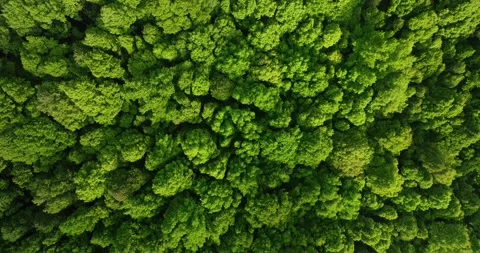 Drone view of Bali. Top view of Tropical forest interior. Nature background Stock Footage 255687001