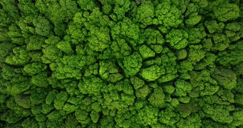 Drone view of Bali. Top view of Tropical forest interior. Nature background Stockbeeldmateriaal 256292884