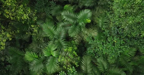Drone view of Bali. Top view of Tropical forest interior. Nature background Stock Footage 257925595