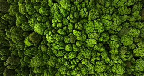 Drone view of Bali. Top view of Tropical forest interior. Nature background Stock Footage 259406421