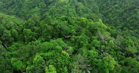 Drone view of Bali. Top view of Tropical forest interior. Nature background Stock Footage 295850923