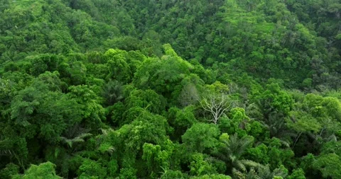 Drone view of Bali. Top view of Tropical forest interior. Nature background Stock Footage 295850992
