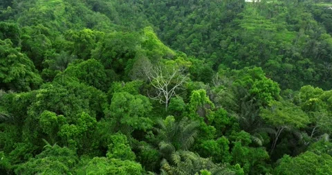 Drone view of Bali. Top view of Tropical forest interior. Nature background Stock Footage 295851061