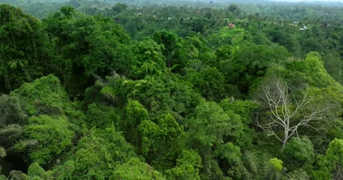 Drone view of Bali. Top view of Tropical forest interior. Nature background Stock Footage 295905789