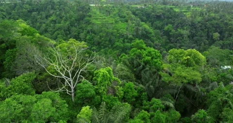 Drone view of Bali. Top view of Tropical forest interior. Nature background Stock Footage 295905791