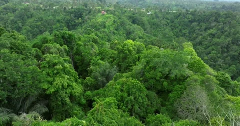 Drone view of Bali. Top view of Tropical forest interior. Nature background Stock Footage 295905801