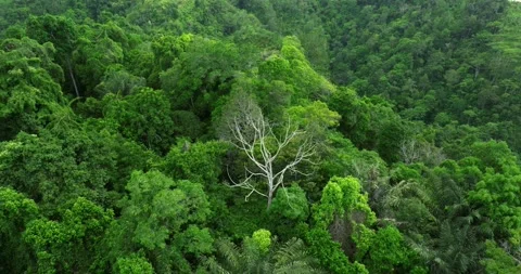Drone view of Bali. Top view of Tropical forest interior. Nature background Stock Footage 295972233