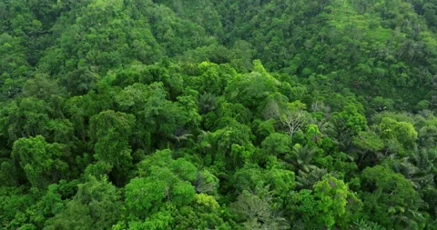 Drone view of Bali. Top view of Tropical forest interior. Nature background Stock Footage 295972247