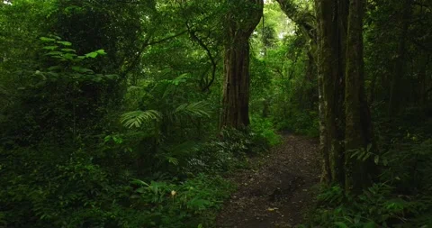 Drone view of Bali. Tropical forest interior. Nature background of a rainforest Stock Footage 239553951