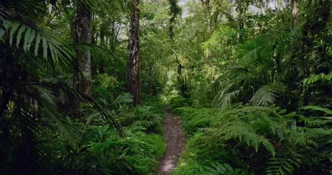 Drone view of Bali. Tropical forest interior. Nature background of a rainforest Video stock 239554007
