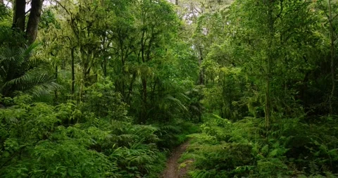 Drone view of Bali. Tropical forest interior. Nature background of a rainforest Stock Footage 239554133