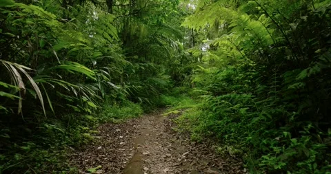 Drone view of Bali. Tropical forest interior. Nature background of a rainforest Stock Footage 240483658