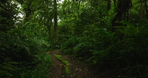 Drone view of Bali. Tropical forest interior. Nature background of a rainforest Stock Footage 240483716