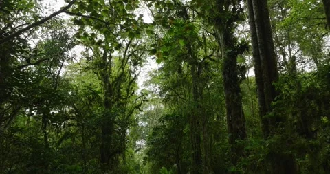 Drone view of Bali. Tropical forest interior. Nature background of a rainforest Stock Footage 240483764