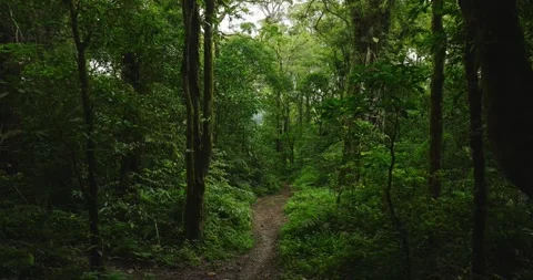 Drone view of Bali. Tropical forest interior. Nature background of a rainforest Stock Footage 240666563