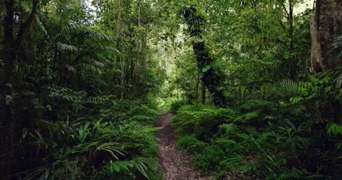 Drone view of Bali. Tropical forest interior. Nature background of a rainforest Stock Footage 240966031