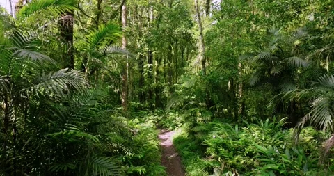 Drone view of Bali. Tropical forest interior. Nature background of a rainforest Stock Footage 240980416