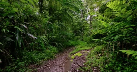 Drone view of Bali. Tropical forest interior. Nature background of a rainforest Stock Footage 241666741