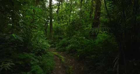 Drone view of Bali. Tropical forest interior. Nature background of a rainforest Stock Footage 242642001