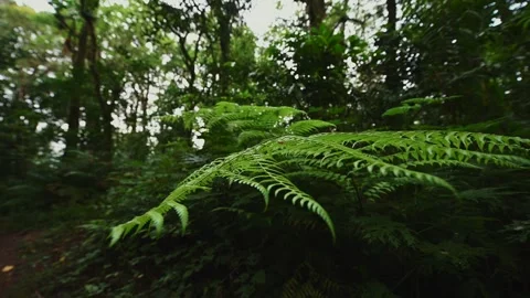 Drone view of Bali. Tropical forest interior. Nature background of a rainforest Stock Footage 242867809