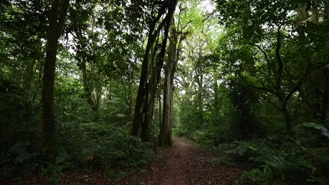 Drone view of Bali. Tropical forest interior. Nature background of a rainforest Stock Footage 242867842