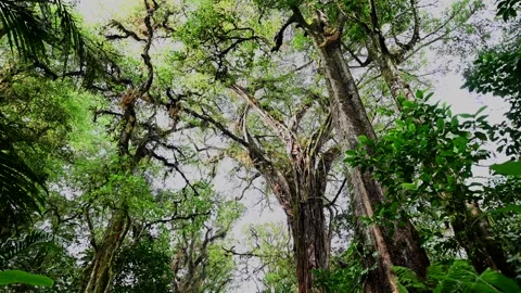 Drone view of Bali. Tropical forest interior. Nature background of a rainforest Stock Footage 242867856
