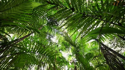 Drone view of Bali. Tropical forest interior. Nature background of a rainforest Stock Footage 242867876