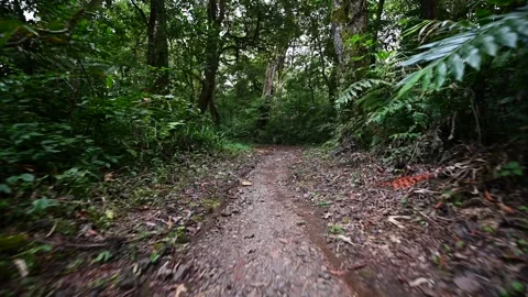 Drone view of Bali. Tropical forest interior. Nature background of a rainforest Stock Footage 243078556