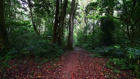 Drone view of Bali. Tropical forest interior. Nature background of a rainforest Stock Footage 243078724