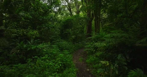 Drone view of Bali. Tropical forest interior. Nature background of a rainforest Stock Footage 243129613