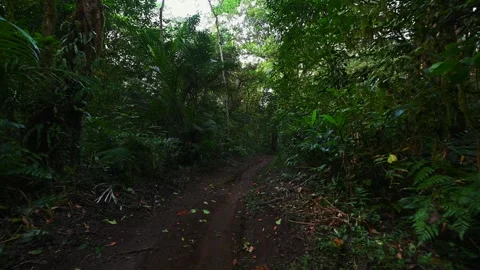 Drone view of Bali. Tropical forest interior. Nature background of a rainforest Stock Footage 243471508