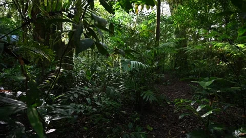 Drone view of Bali. Tropical forest interior. Nature background of a rainforest Stock Footage 243471516