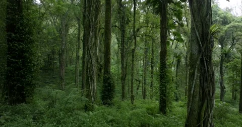 Drone view of Bali. Tropical forest interior. Nature background of a rainforest Stock Footage 243622836