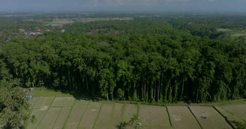 Drone view of Bali. Tropical forest interior. Nature background of a rainforest Stock Footage 243622895