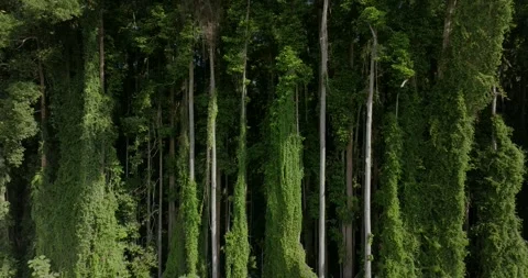 Drone view of Bali. Tropical forest interior. Nature background of a rainforest Stock Footage 243622925