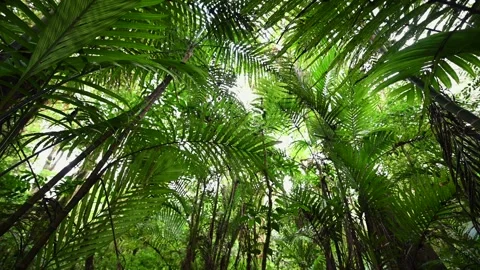 Drone view of Bali. Tropical forest interior. Nature background of a rainforest Stock Footage 243622935