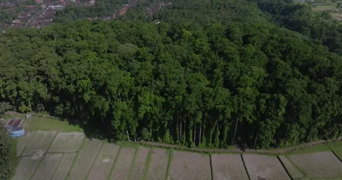 Drone view of Bali. Tropical forest interior. Nature background of a rainforest Stock Footage 243622947