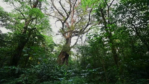 Drone view of Bali. Tropical forest interior. Nature background of a rainforest Stock Footage 243622964