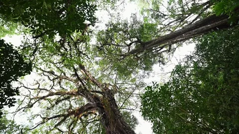 Drone view of Bali. Tropical forest interior. Nature background of a rainforest Video stock 243622985